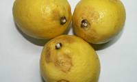 Revista PRODUCCION: Para sacarle el jugo a la postcosecha