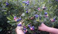Revista PRODUCCION: Arándanos: en busca de una mayor calidad