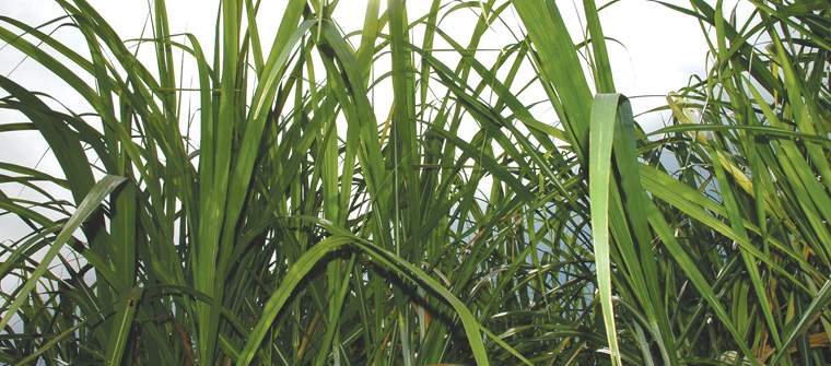 Revista PRODUCCION: Producción de biocombustibles en Argentina