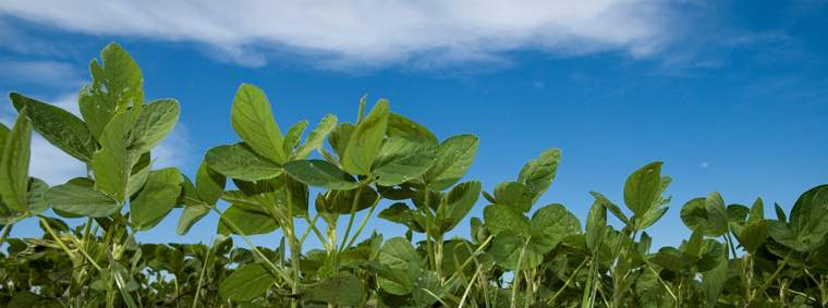 Revista PRODUCCION: Inscripción de productores de cereales y oleaginosas