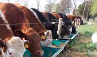 Revista PRODUCCION: Carne vacuna más saludable