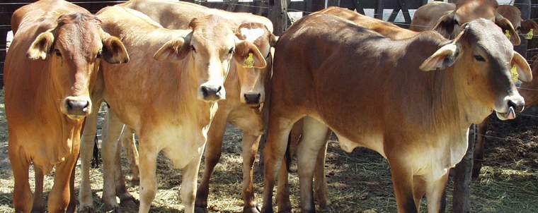 Revista PRODUCCION: Apuesta fuerte por la carne