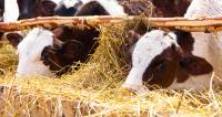 Revista PRODUCCION: Consejos para lograr un heno de alta calidad