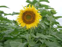 Revista PRODUCCION: Girasol: buenos rindes y cosecha inesperada