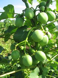 Revista PRODUCCION: II Seminario Internacional de Jatropha Curcas