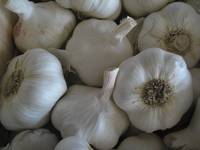 Revista PRODUCCION: Curso sobre producción de ajo y miel en el Valle de Lerma, Salta