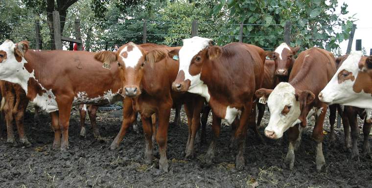 Revista PRODUCCION: Ganadería: diversa, eficiente, sustentable y en vivo