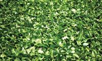 Revista PRODUCCION: Una vuelta de rosca al monocultivo