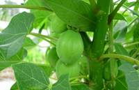 Revista PRODUCCION: Estudian la jatropha curcas como potencial biodiesel