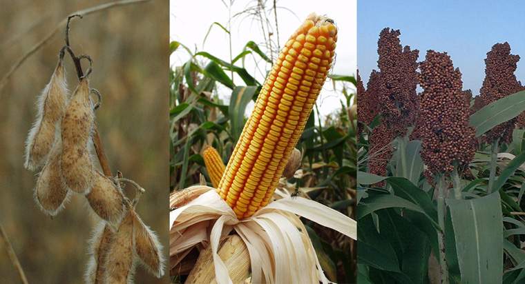 Revista PRODUCCION: Jornada de campo Nidera Semillas