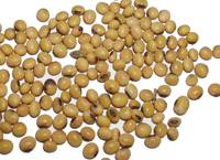 Revista PRODUCCION: En 2011, la producci&oacute;n de biocombustibles aumentar&aacute; un 60% en Argentina