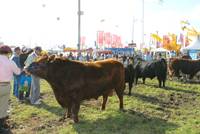 Revista PRODUCCION: Asociaciones de Criadores en Agro Activa Ganadera