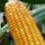 Revista PRODUCCION: El maíz gana terreno entusiasma a los productores