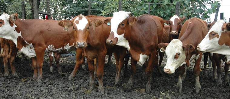 Revista PRODUCCION: Eficiencia productiva: La f&oacute;rmula para aumentar el stock ganadero