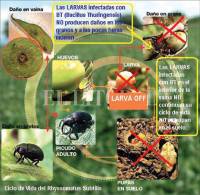 Revista PRODUCCION: Manejo de plagas en soja
