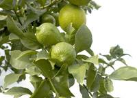 Revista PRODUCCION: Aceite agr&iacute;cola YPF Ultra HV