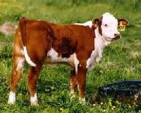 Revista PRODUCCION: Fiesta de los 1000 Terneros