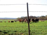 Revista PRODUCCION: Ganadería Pastizales