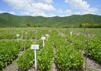 Revista PRODUCCION: Nuevas variedades de poroto blanco del INTA